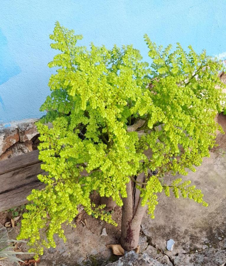 Sitio Sao Benedito Pirenópolis Zewnętrze zdjęcie