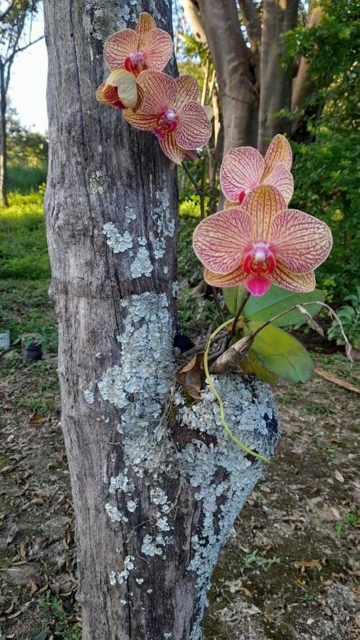Sitio Sao Benedito Pirenópolis Zewnętrze zdjęcie